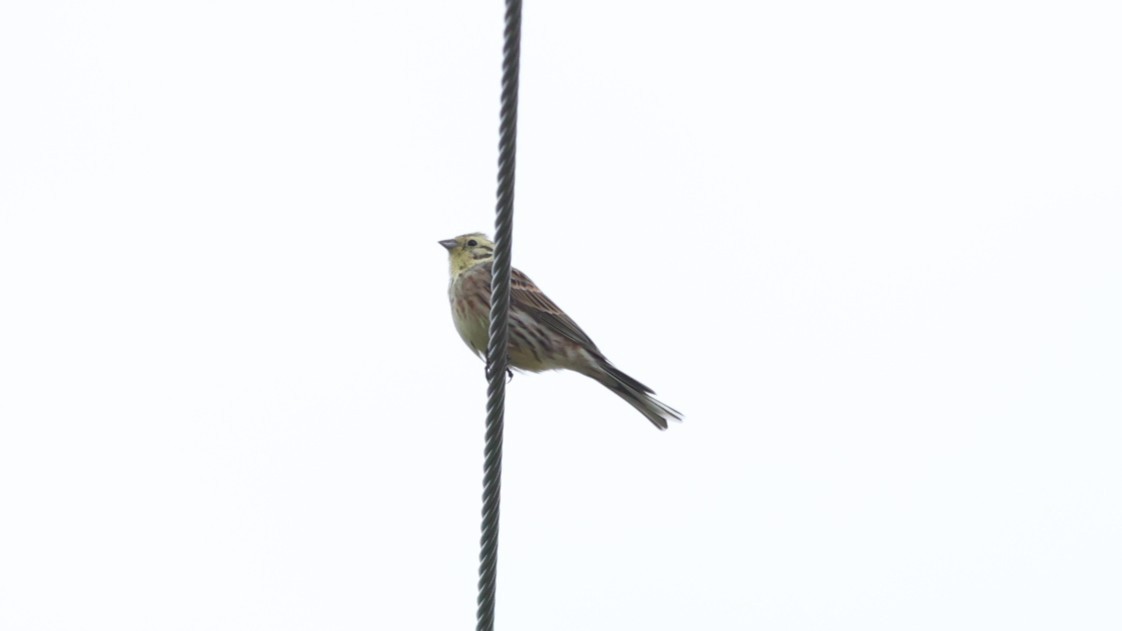 Yellowhammer - ML647549419