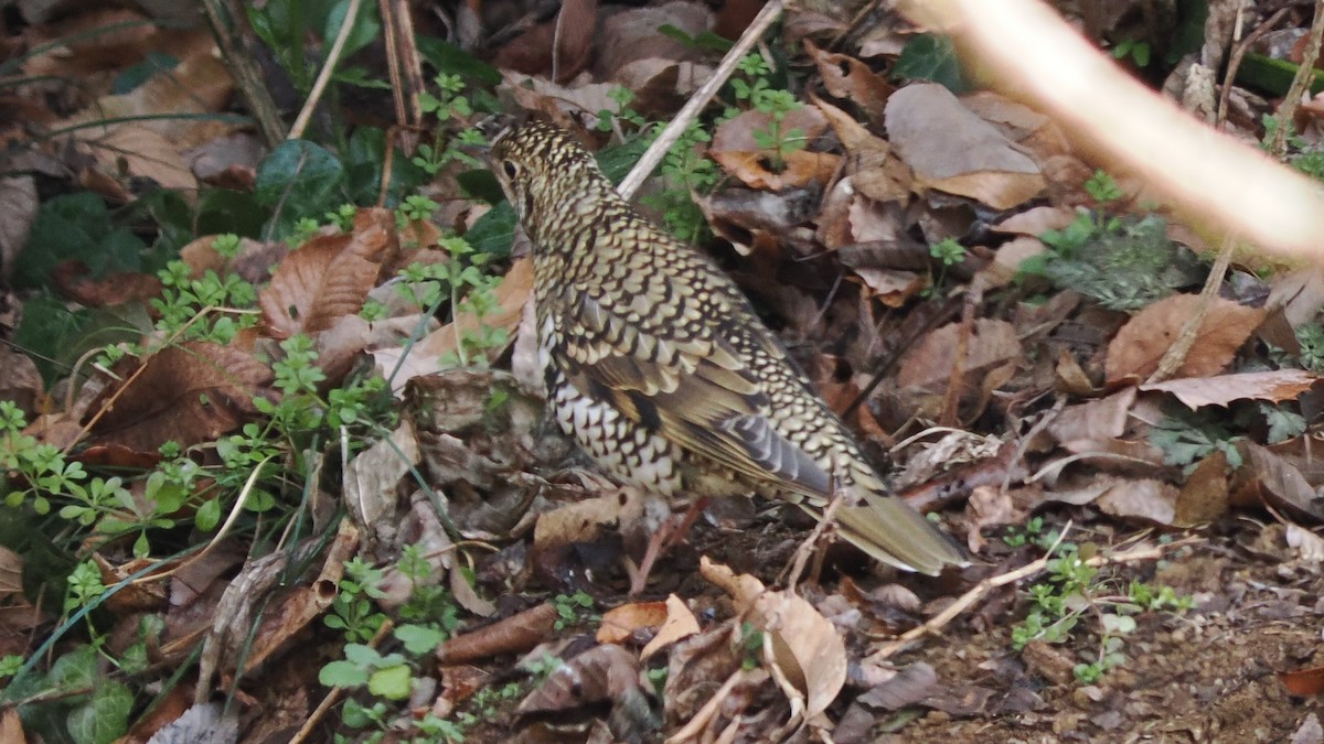 白氏地鶇 - ML647549421