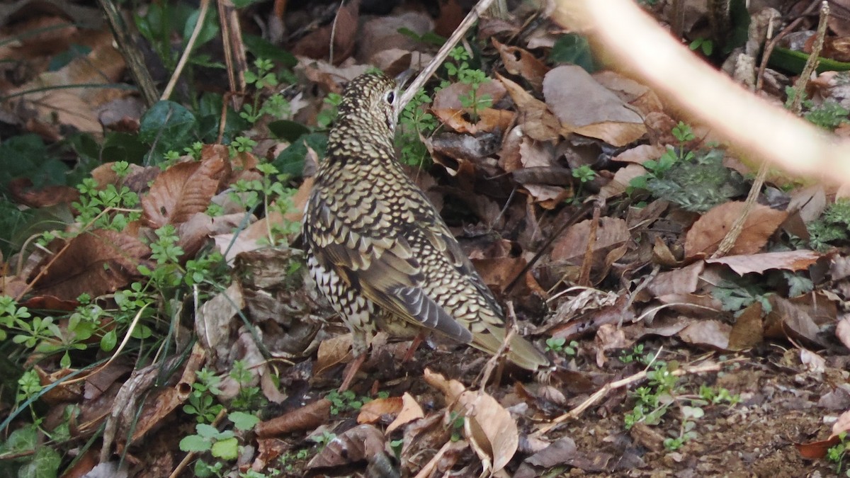 白氏地鶇 - ML647549428