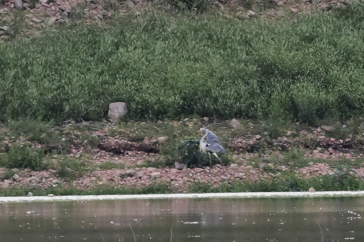 Cocoi Heron - ML647549431