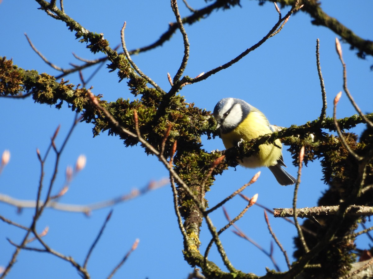 Eurasian Blue Tit - ML647549432