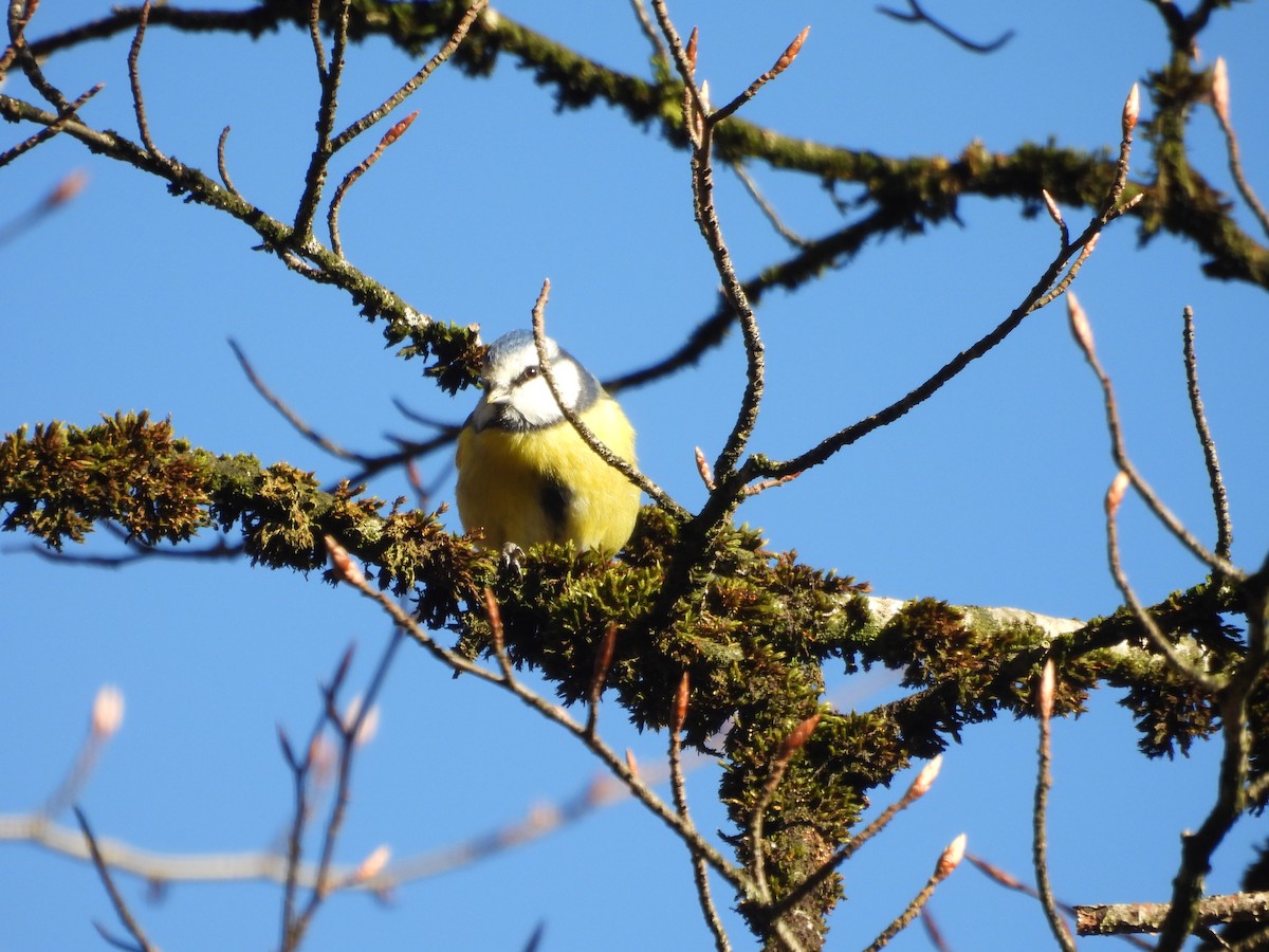Eurasian Blue Tit - ML647549433