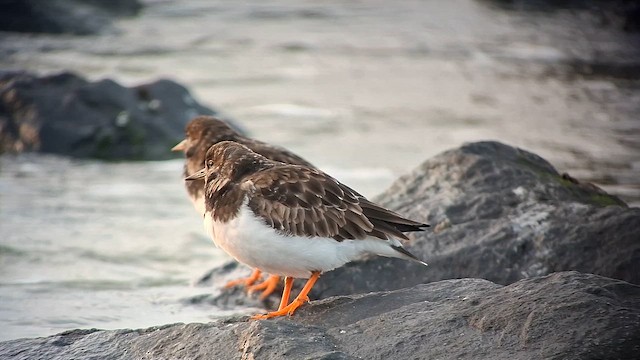 Voltapietre - ML647549441