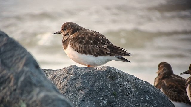 Voltapietre - ML647549442