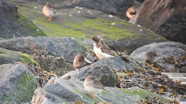 Voltapietre - ML647549444