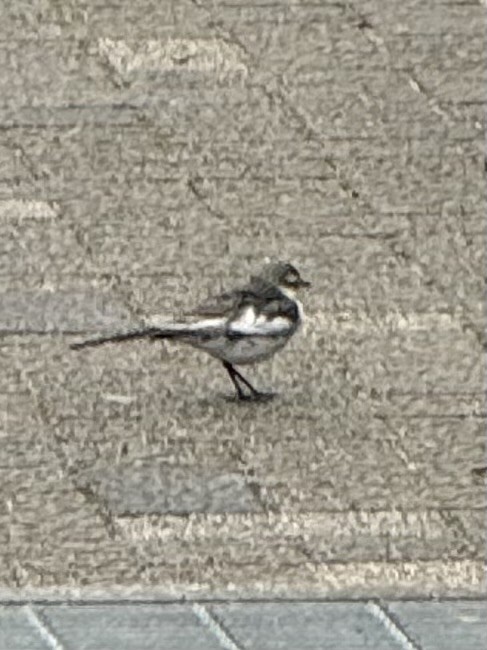 japanerle - ML647549445