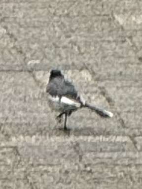 japanerle - ML647549446