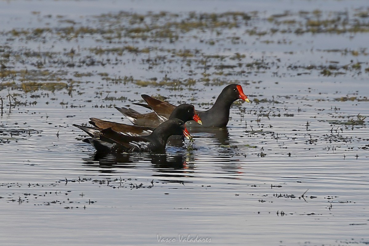 סופית אמריקנית - ML647549458
