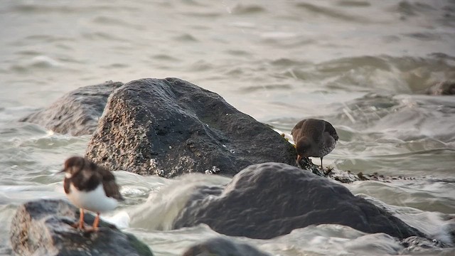 Piovanello violetto - ML647549462