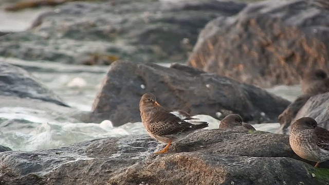 Piovanello violetto - ML647549463