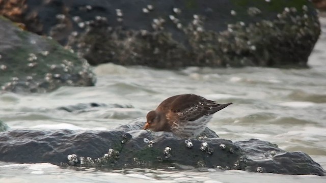 Piovanello violetto - ML647549464