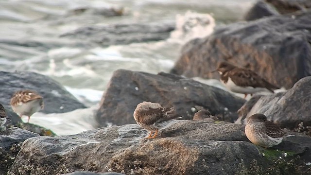 Piovanello violetto - ML647549466