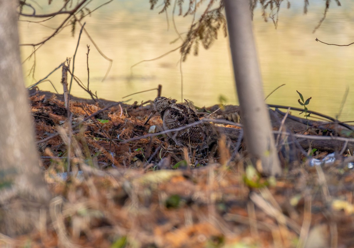 Eurasian Woodcock - ML647549468