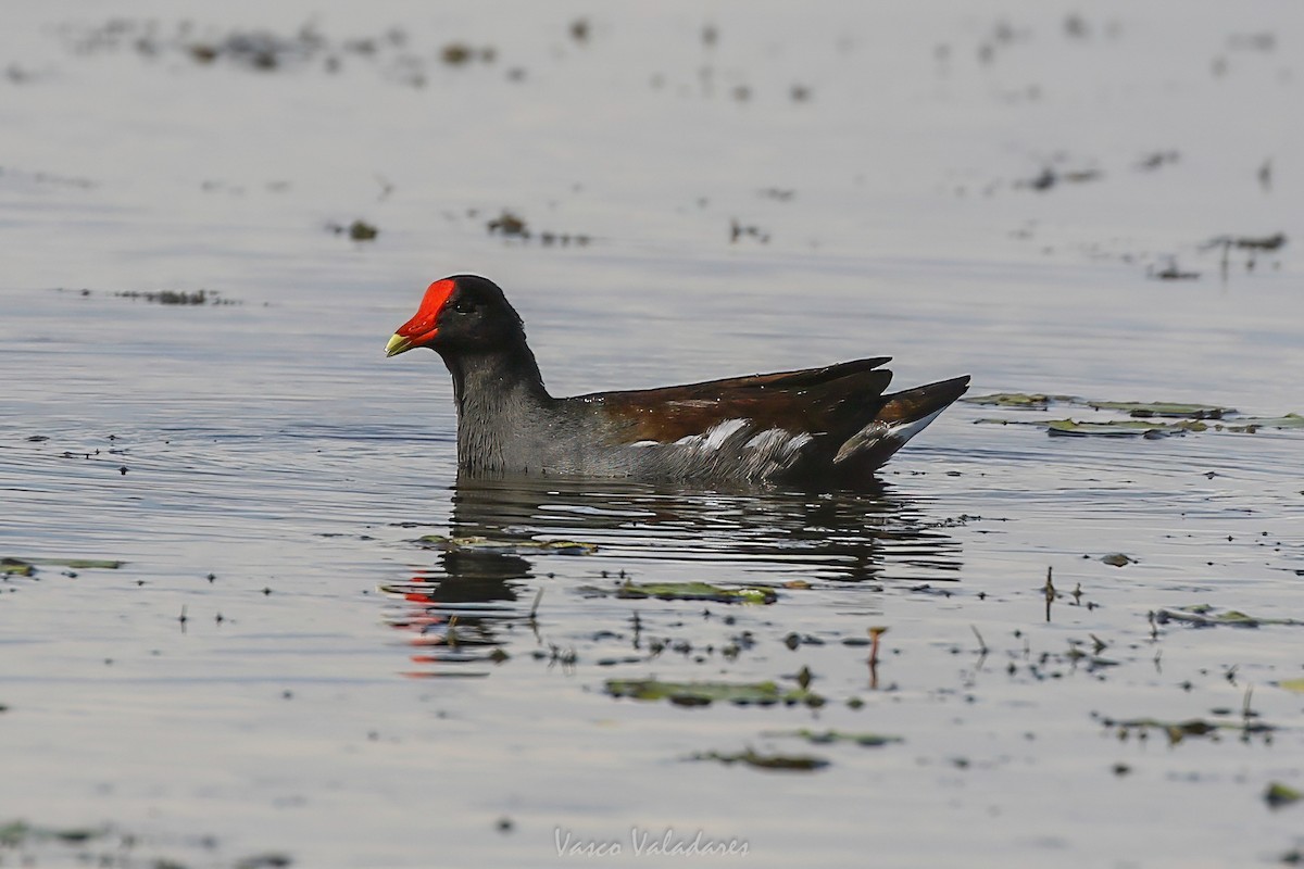 סופית אמריקנית - ML647549469