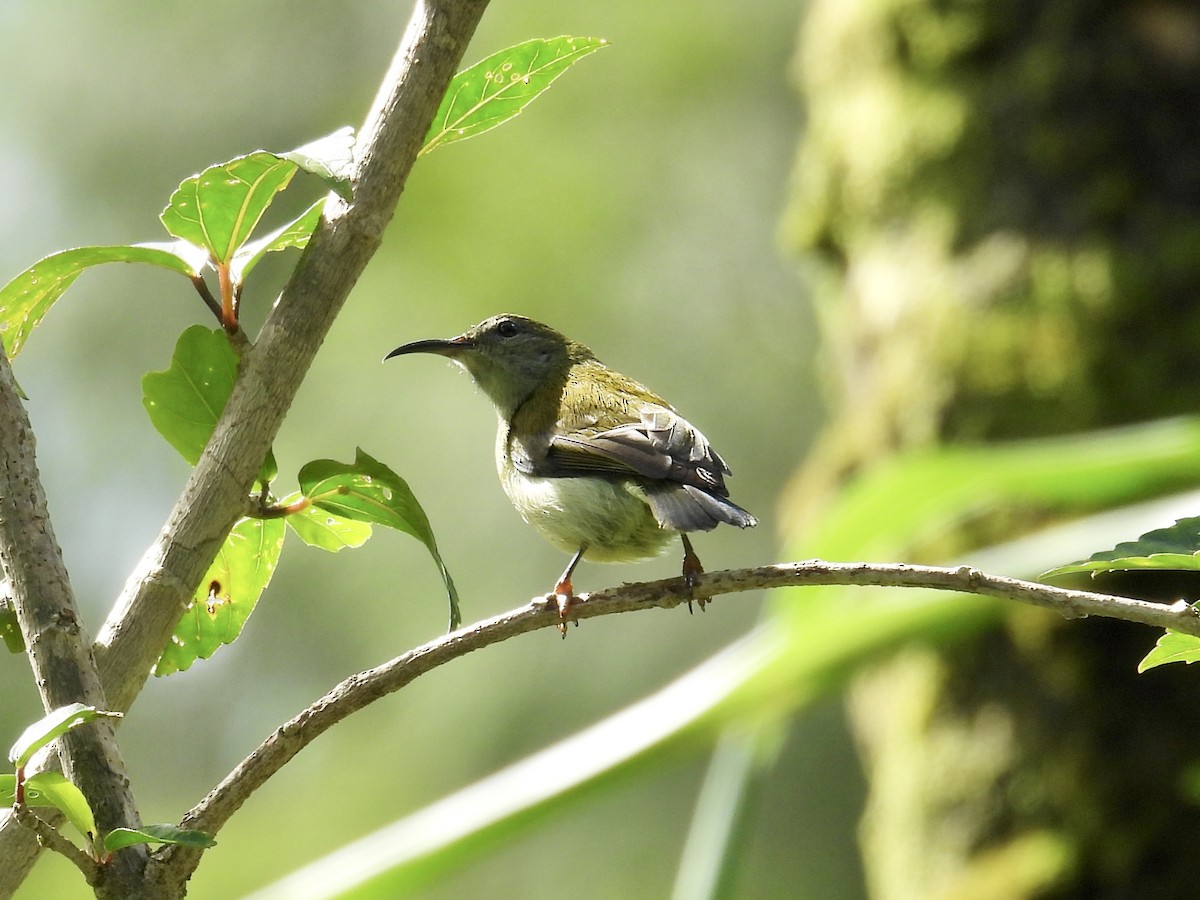 Flaming Sunbird - ML647549472