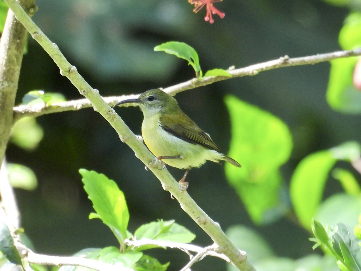 Flaming Sunbird - ML647549473