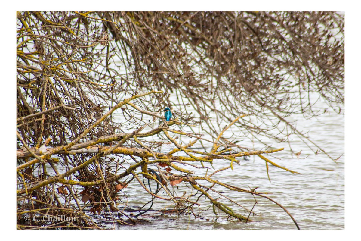 Common Kingfisher - ML647549492