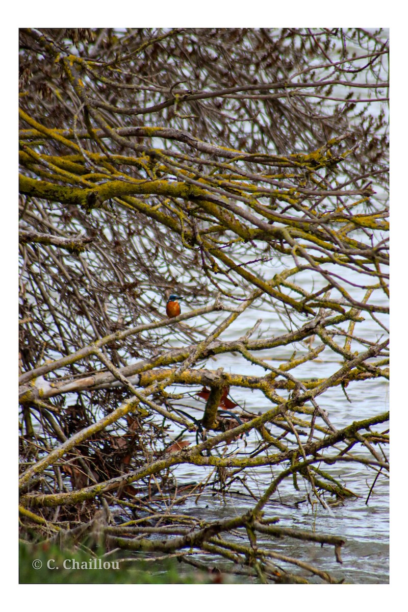 Common Kingfisher - ML647549494