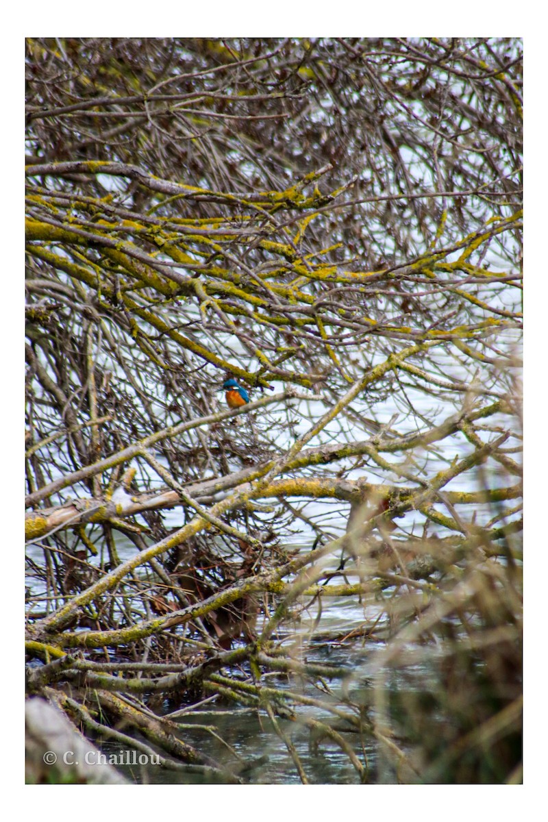 Common Kingfisher - ML647549495