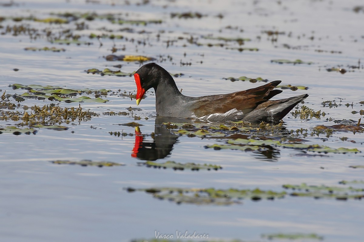 סופית אמריקנית - ML647549498