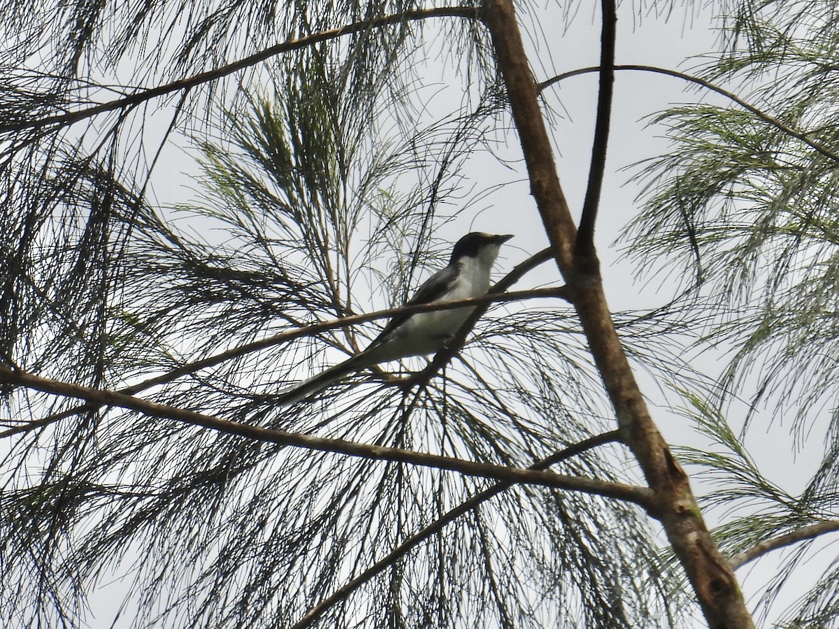 サンショウクイ - ML647549500