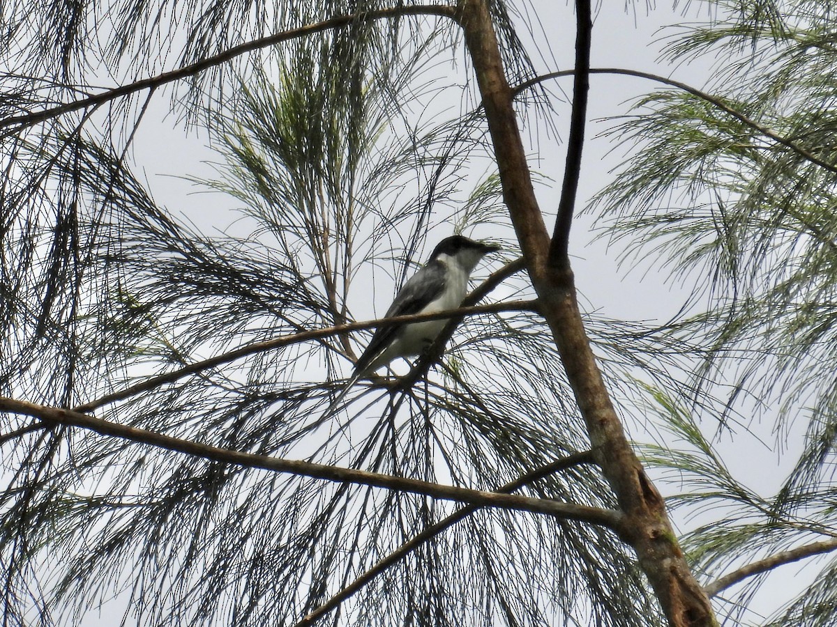 サンショウクイ - ML647549501