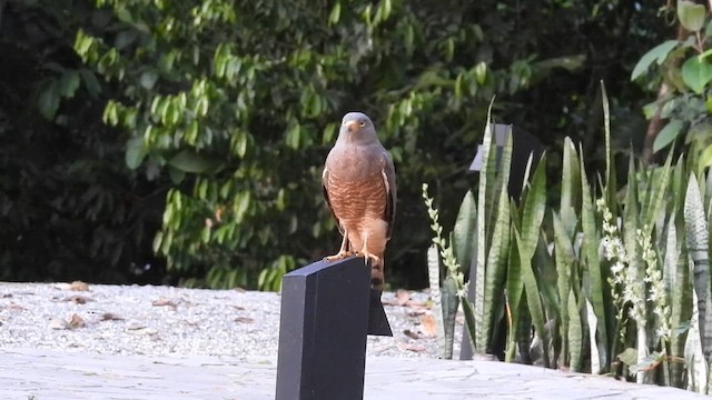 Roadside Hawk - ML647549505