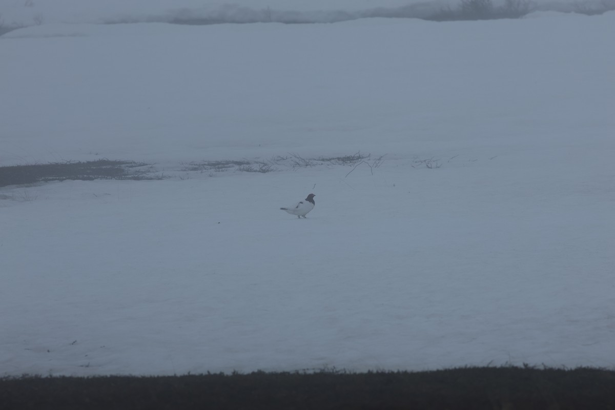 Moorschneehuhn - ML647549513