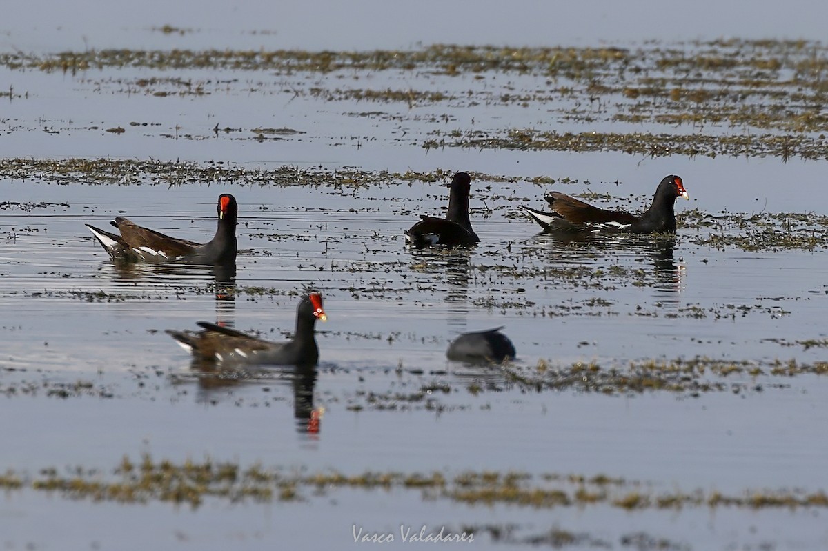 Common Gallinule - ML647549514