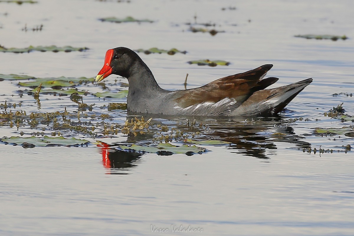 Common Gallinule - ML647549515