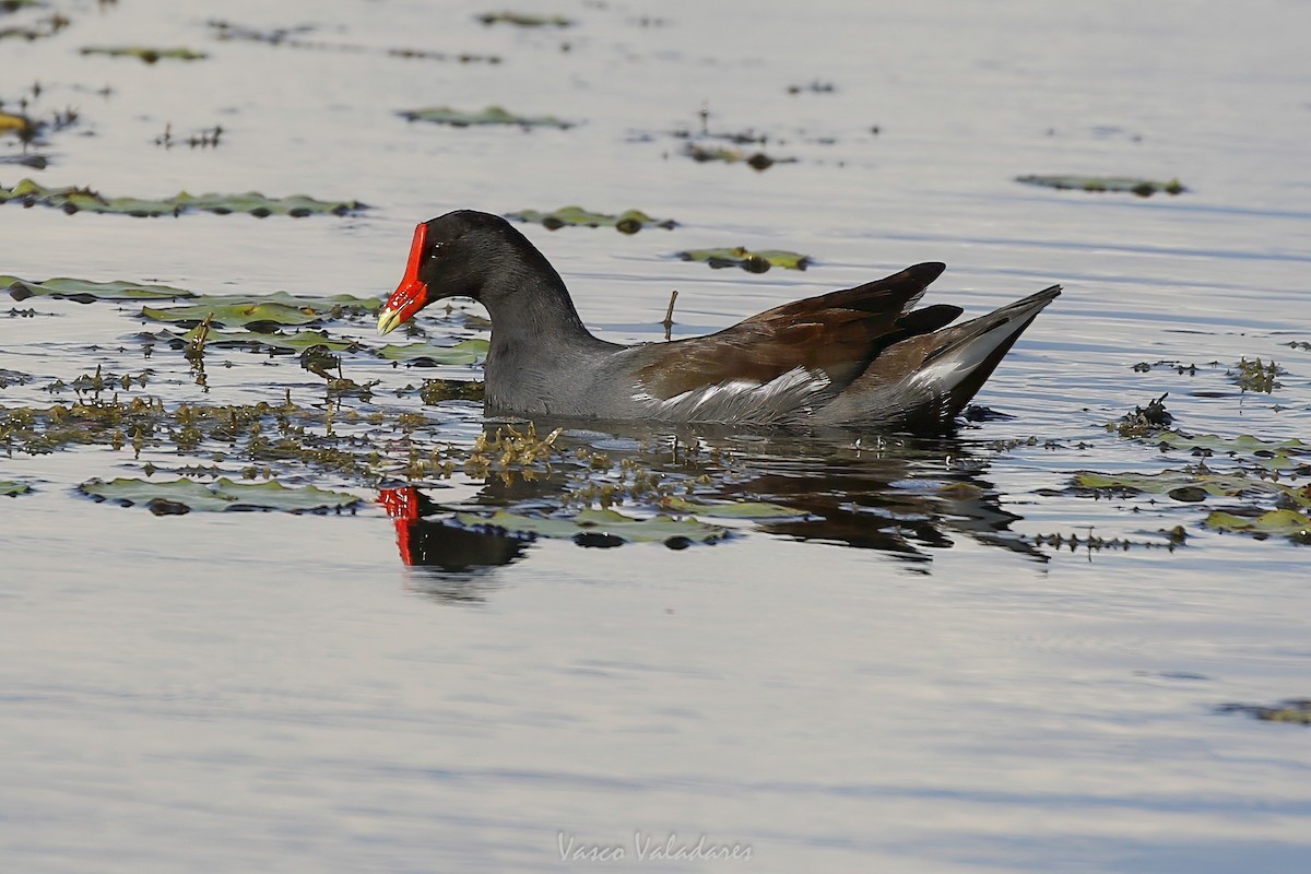 Common Gallinule - ML647549516