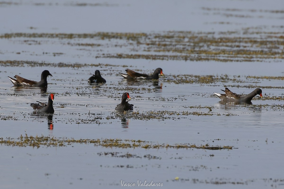 Common Gallinule - ML647549517