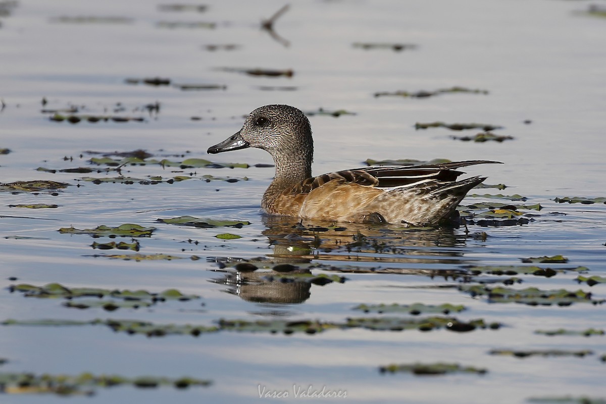 American Wigeon - ML647549518