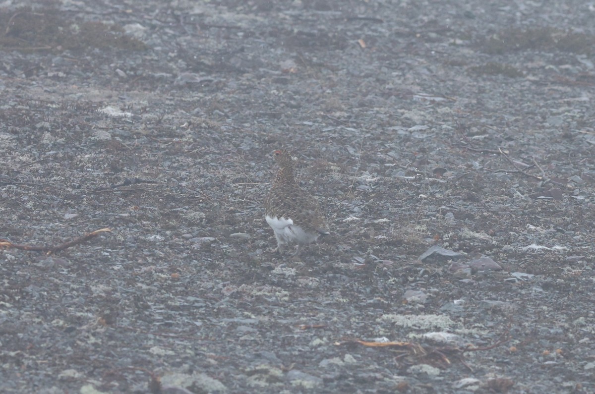 Willow Ptarmigan - ML647549519