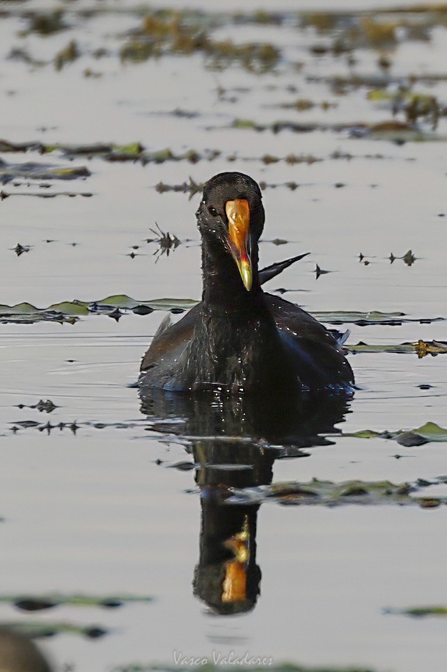 Common Gallinule - ML647549520