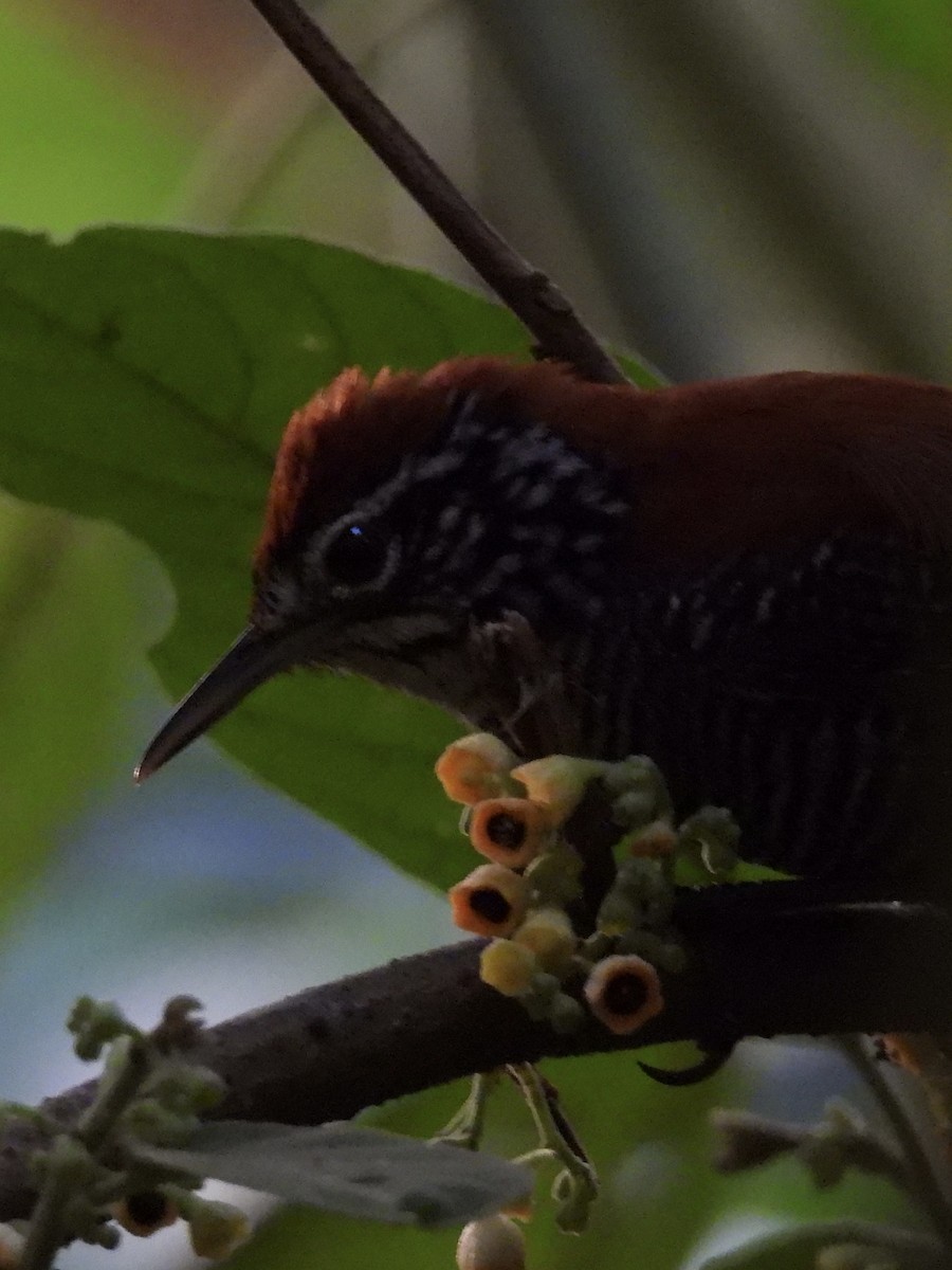 Riverside Wren - ML647549521