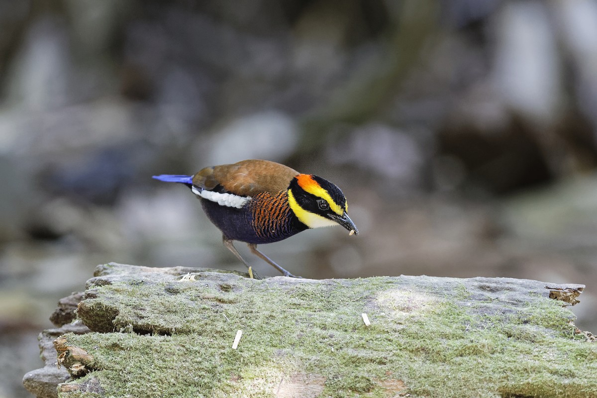 Malayan Banded-Pitta - ML647549522