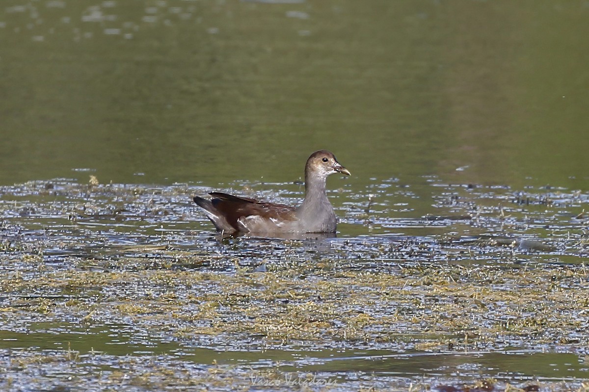 Common Gallinule - ML647549523