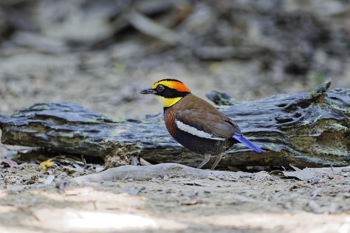 Malayan Banded-Pitta - ML647549524