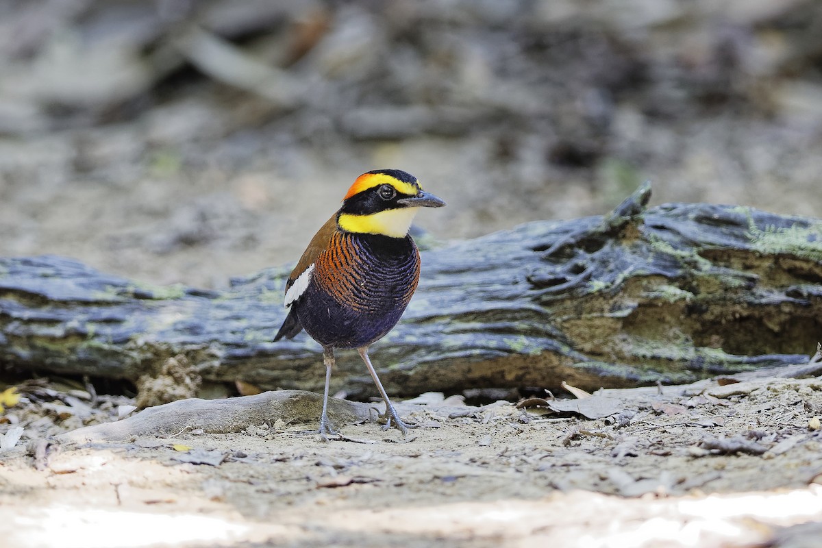 Malayan Banded-Pitta - ML647549525