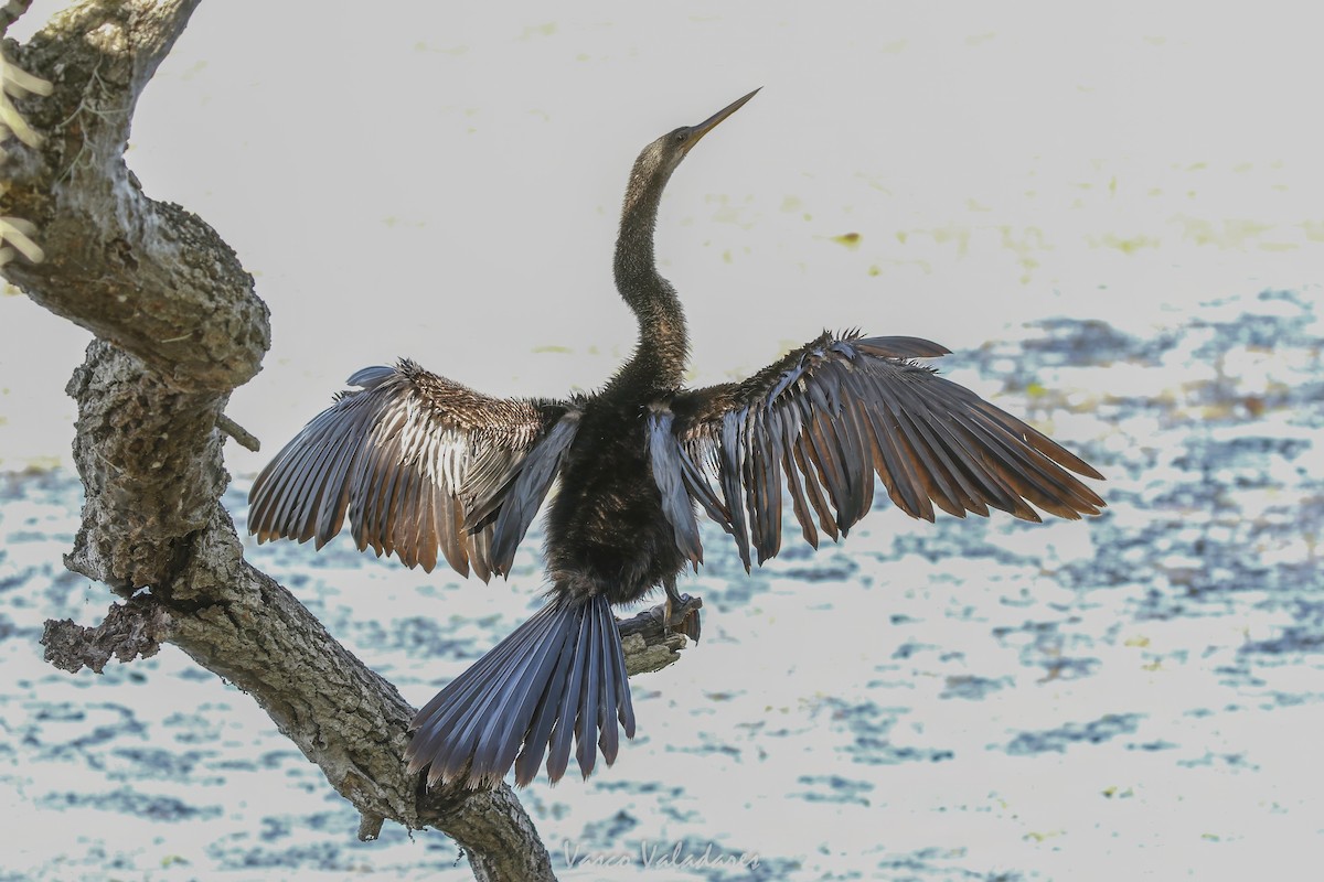 Anhinga - ML647549526