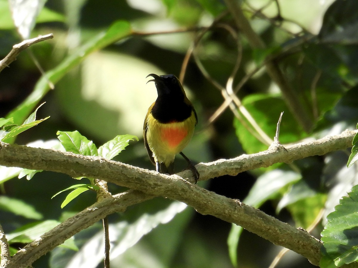 Flaming Sunbird - ML647549527