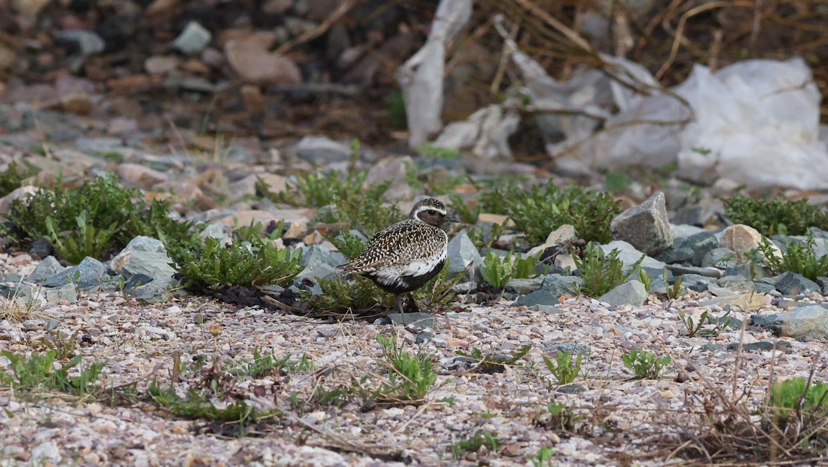 European Golden-Plover - ML647549528