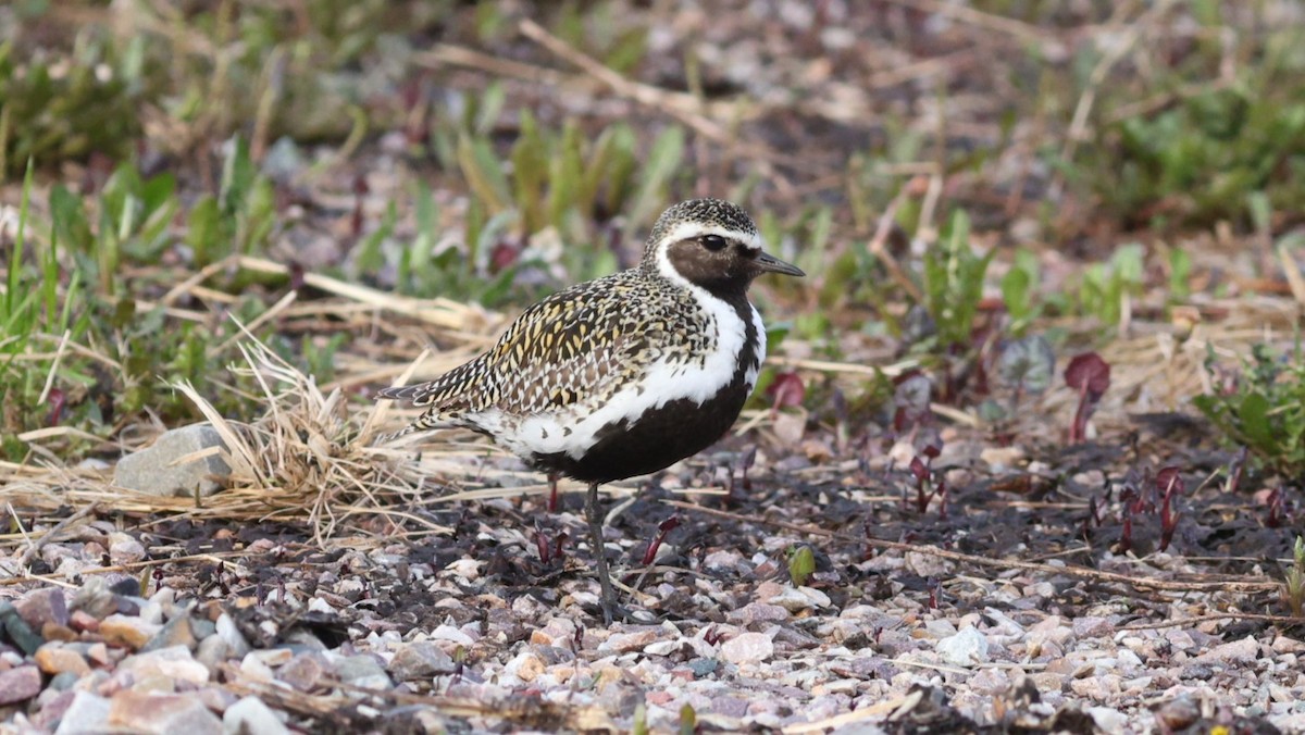 European Golden-Plover - ML647549530