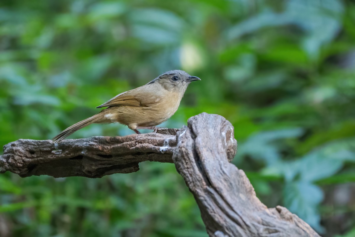 Brown-cheeked Fulvetta - ML647549531
