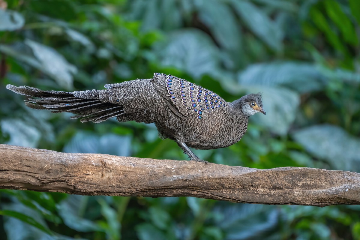 Gray Peacock-Pheasant - ML647549532