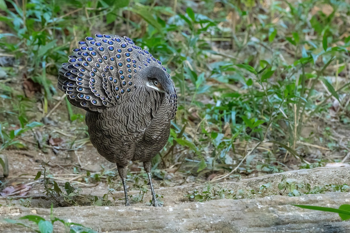 Gray Peacock-Pheasant - ML647549533