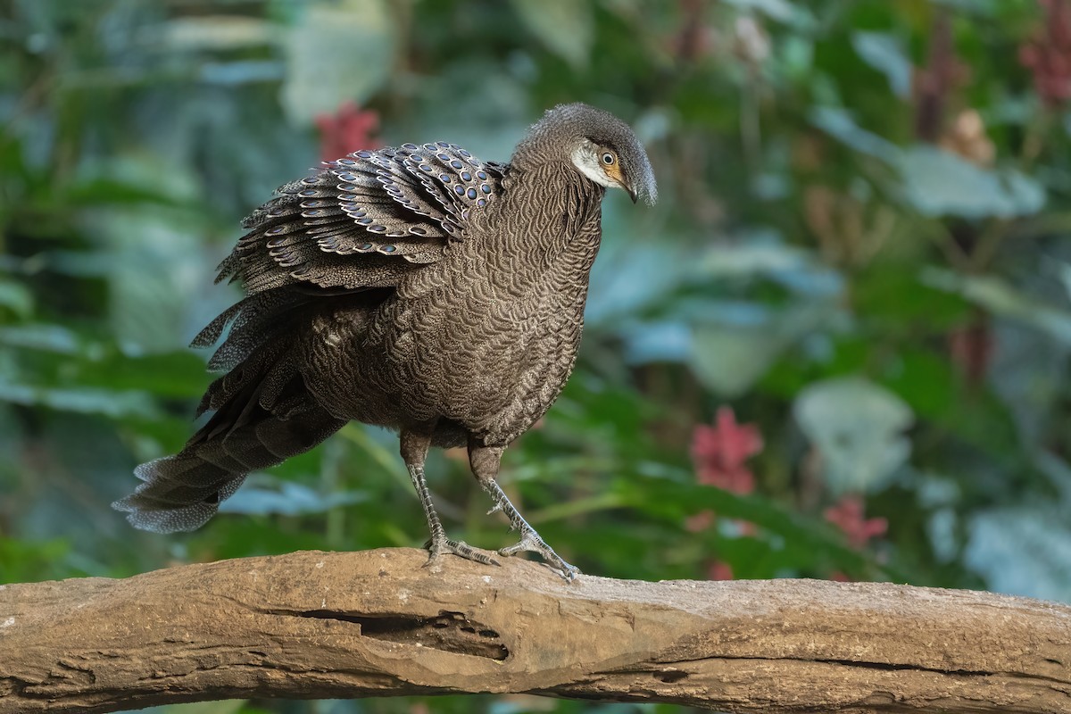 Gray Peacock-Pheasant - ML647549534