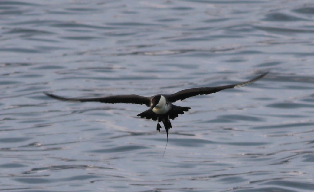 Long-tailed Jaeger - ML647549535