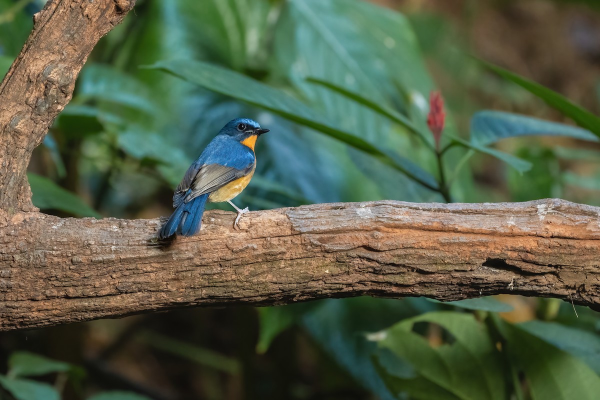 Hill Blue Flycatcher - ML647549536